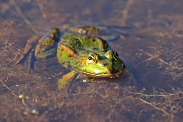 Schwimmender Teichfrosch 
