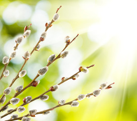  willow on a green background