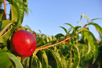 Ripe red nectarine on the tree in an orchard on a sunny summer afternoon. Concept of organic farming; fresh, natural, healthy, unprocessed fruit.