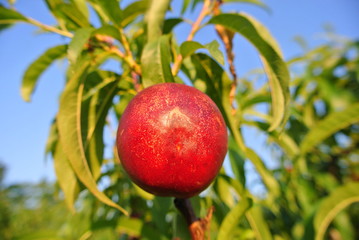 Single ripe red nectarine on the tree in an orchard, on a sunny summer afternoon. Concept of organic farming; fresh, natural, healthy, unprocessed fruit.