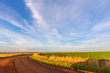 Gravel road and a maize field