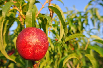 Single ripe red nectarine on the tree in an orchard on a sunny summer afternoon. Concept of organic farming; fresh, natural, healthy, unprocessed fruit.