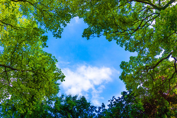 Beautiful trees on sky background.  nature green leaves. Trees b