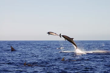 Sheer curtains Dolphin Jumping Dolphins - Galapagos