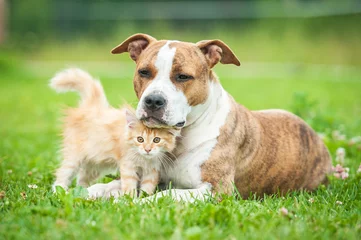 Photo sur Aluminium Chien Amitié de chien américain staffordshire terrier avec petit chaton