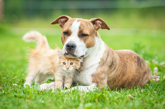 Fototapeta Friendship of american staffordshire terrier dog  with little kitten
