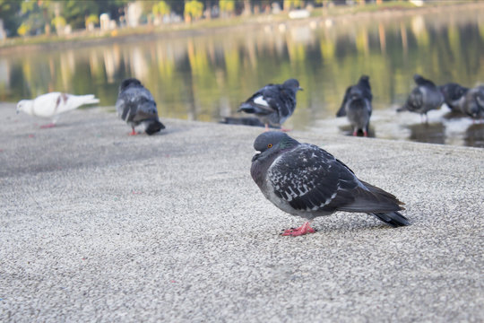 Lonely and boring pigeon in the city