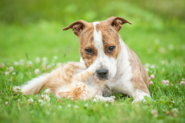 American staffordshire terrier dog playing with little kitten