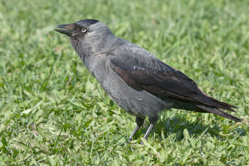Jackdaw (Coloeus monedula)