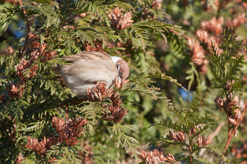Sparrow on the juniper (Passer montanus)