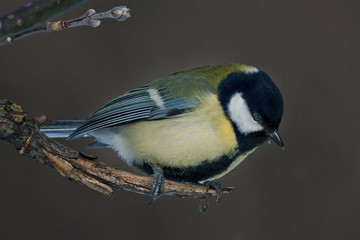 Titmouse sitting on the tree (Great Tit - Parus major)