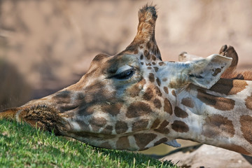 Close-up of giraffe (Bioparc, Valencia, Spain)