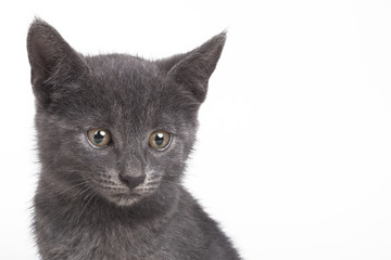 Small gray British cat