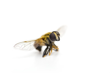 bee on the white background
