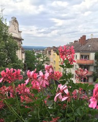 Balkon Blumen