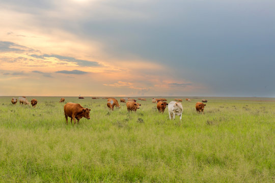Cattle at sunset