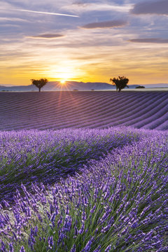 Vertical panorama of a lavender field at sunset