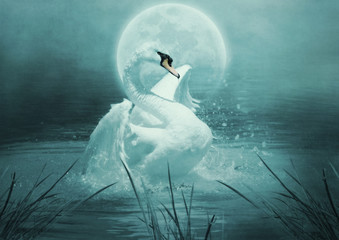 White swan swims in the river in the moonlight