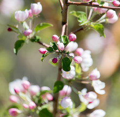 Beautiful flowers on the tree in nature