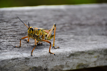 Grashüpfer