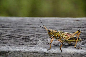 Grashüpfer