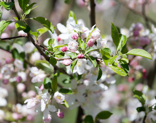 Beautiful flowers on the tree in nature
