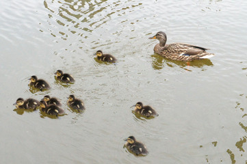spot-billed duck parent and Children