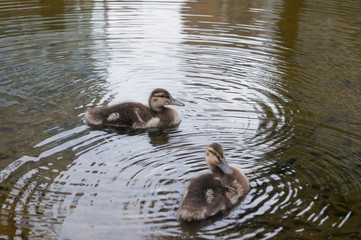 spot-billed duck Children