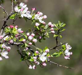 flowers on the fruit tree in nature