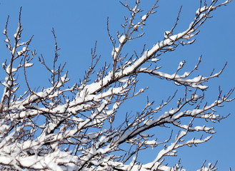 branch of a tree in the snow against the blue sky