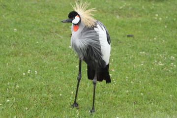 Fototapeta premium Grey Crowned Crane, (Balearica regulorum) walking in the rain soaked grass.