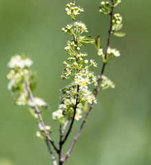 white flowers on a branch of a bush