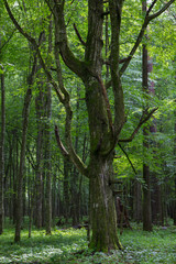 Old monumental Hornbeam Tree(Carpinus betulus)