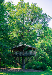 view of a tree house built around the trunk on a large tall tree