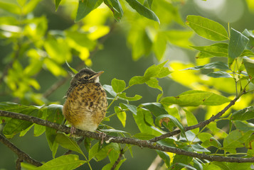 Fledgling Robin