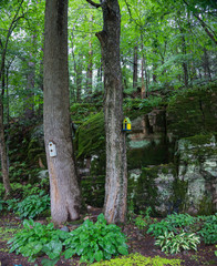 Shady lush backyard against rocky ledge with two trees and birdhouses