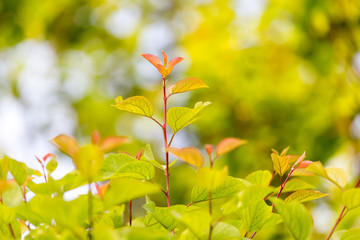 beautiful leaves on the tree in nature