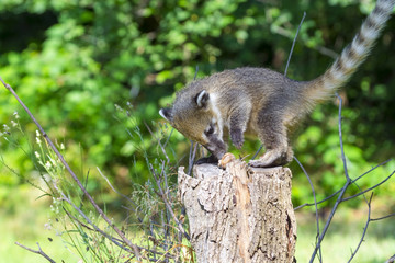 South American coati (Nasua nasua) baby