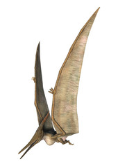 Pteranodon © photosvac