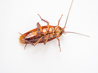 Cockroach supine on a white background.It is not yet dead, but it can not be shifted.