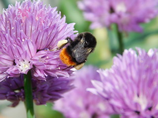 Allium schoenoprasum Chives
