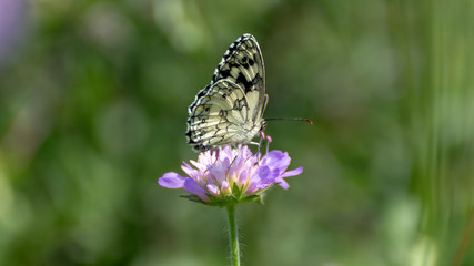 Blüte mit Schmetterling