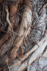 Complicated tree root in detail