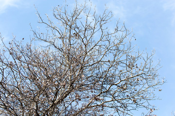 Fototapeta na wymiar leafless tree branches against the blue sky