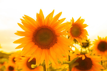 Obraz premium Sunflowers