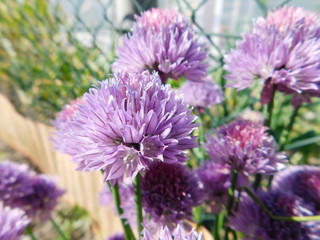 Allium schoenoprasum Chives
