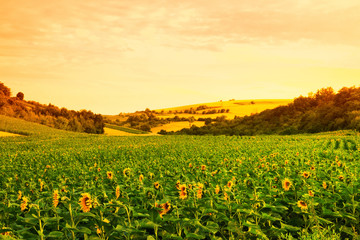 Fields with sunflowers and wheat