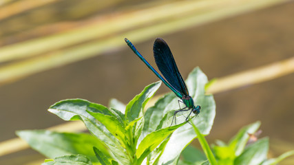 Wasserjungfer (Libelle)