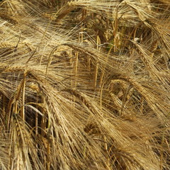 Hordeum vulgare