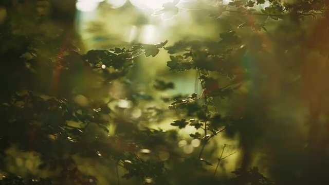 Macro of leafs softly dancing in the wind at sunset while a lens flare fills the right side of the screen